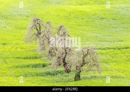 Fila con vecchi ulivi in un lussureggiante campo verde Foto Stock