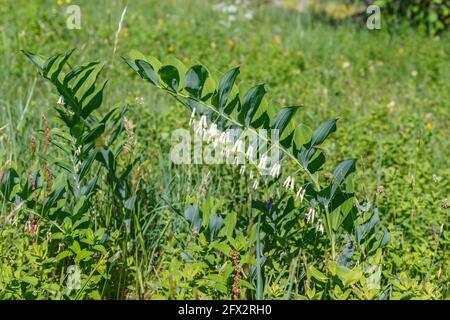 Fiori angolari di sigillo di salomone in estate Foto Stock