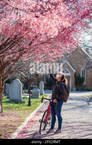 Una donna in bicicletta si ferma per scattare una foto della fioritura dei ciliegi rosa nel Congressional Cemetery, Washington, D.C. Foto Stock