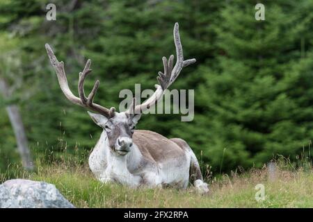 Woodland Caribou a riposo, Salmonier Nature Park, Terranova, Canada Foto Stock