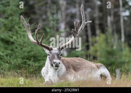 Woodland Caribou a riposo, Salmonier Nature Park, Terranova, Canada Foto Stock