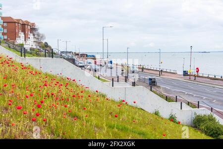 Papaveri che crescono sul lungomare di Westcliff-on-Sea su un maggio grigio Pomeriggio con strada e auto in background Molo di Southend Foto Stock