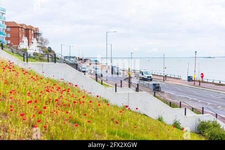 Papaveri che crescono sul lungomare di Westcliff-on-Sea su un maggio grigio Pomeriggio con strada e auto in background Molo di Southend Foto Stock