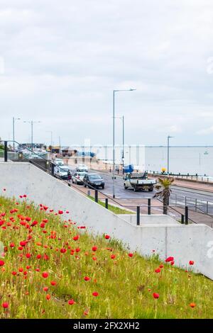 Papaveri che crescono sul lungomare di Westcliff-on-Sea su un maggio grigio Pomeriggio con strada e auto in background Molo di Southend Foto Stock