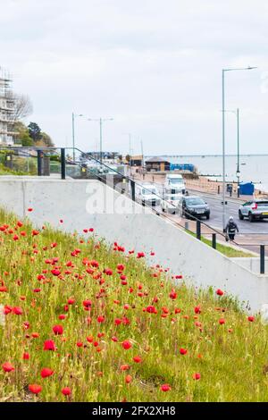 Papaveri che crescono sul lungomare di Westcliff-on-Sea su un maggio grigio Pomeriggio con strada e auto in background Molo di Southend Foto Stock