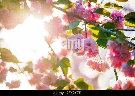 Il sole splende attraverso un ciliegio fiorente. Foto Stock