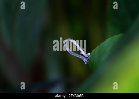 Moth caterpillar Geometridae, che attraversa alcune foglie dell'Inghilterra meridionale Foto Stock