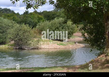 Burton Rigg Nature Reserve - Sole che scola sul lago - alberi e cespugli verdi - Scarborough - UK Foto Stock