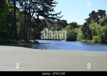 Scarborough Mere - Lago in Una Sunny Spring Day - piante verdi acqua blu - alberi e cespugli - Blue Sky - North Yorkshire - UK Foto Stock