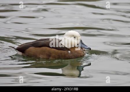 Un paradiso femminile Shelduck, Tadorna variegata, sull'acqua Foto Stock