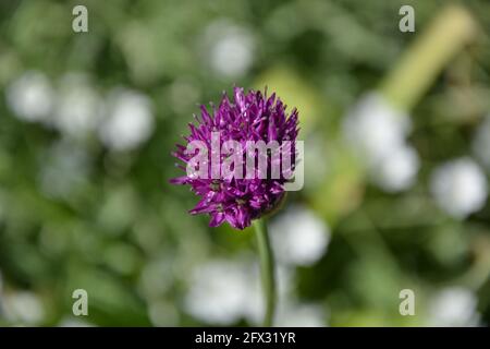 Gladiator flower, Cambridge UK, spazio floreale puramente bello e tranquillo Foto Stock