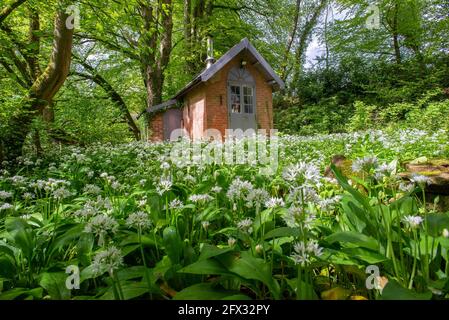 Preston, Lancashire, Regno Unito. 25 Maggio 2021. Aglio selvatico che cresce intorno ad un edificio in un giardino vicino a Preston, Lancashire. Credit: John Eveson/Alamy Live News Foto Stock