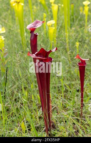 Yellow Pitcher Plant (Sarracenia fava var atropurpurea), tutte le forme rosse di Sarracenia fava, FL, USA, di James D Coppinger/Dembinsky Photo Assoc Foto Stock