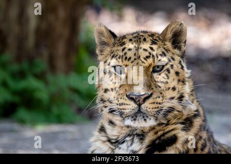 leopardo amur adulto, Panthera pardus orientalis, primo piano ritratto. Uno dei gatti selvaggi più rari al mondo e criticamente minacciato, con solo aroun Foto Stock