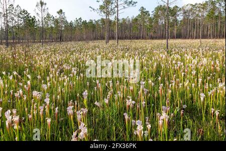 Crimson o White-top Pitcher Plant (Sarracenia leucophilla), Western Panhandle, Florida, Alabama orientale, USA, Di James D Coppinger/Dembinsky Photo Foto Stock