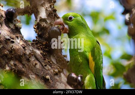 Maritaca, uccello brasiliano mangiare jaboticaba o jaboticaba. Fuoco selettivo. Foto Stock