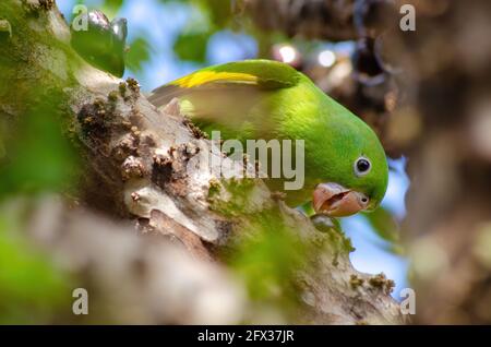 Maritaca, uccello brasiliano mangiare jaboticaba o jaboticaba. Fuoco selettivo. Foto Stock