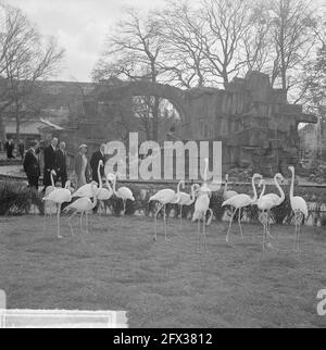 Artis 125 anni zoo. Fenicotteri, 2 maggio 1963, zoo, regine, I Paesi Bassi, foto agenzia stampa del XX secolo, notizie da ricordare, documentario, fotografia storica 1945-1990, storie visive, Storia umana del XX secolo, che cattura momenti nel tempo Foto Stock