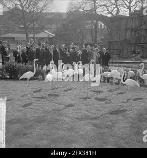 Artis 125 anni zoo. Fenicotteri, 2 maggio 1963, zoo, regine, I Paesi Bassi, foto agenzia stampa del XX secolo, notizie da ricordare, documentario, fotografia storica 1945-1990, storie visive, Storia umana del XX secolo, che cattura momenti nel tempo Foto Stock