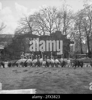 Artis 125 anni zoo. Fenicotteri, 2 maggio 1963, zoo, Paesi Bassi, foto agenzia stampa del xx secolo, notizie da ricordare, documentario, fotografia storica 1945-1990, storie visive, Storia umana del XX secolo, che cattura momenti nel tempo Foto Stock