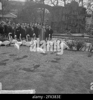 Artis 125 anni zoo. Fenicotteri, 2 maggio 1963, zoo, regine, I Paesi Bassi, foto agenzia stampa del XX secolo, notizie da ricordare, documentario, fotografia storica 1945-1990, storie visive, Storia umana del XX secolo, che cattura momenti nel tempo Foto Stock