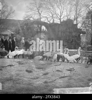 Artis 125 anni zoo. La regina Juliana ha fatto una visita, qui con i fenicotteri, 2 maggio 1963, visite, zoo, queens, Paesi Bassi, foto agenzia stampa del XX secolo, notizie da ricordare, documentario, fotografia storica 1945-1990, storie visive, Storia umana del XX secolo, che cattura momenti nel tempo Foto Stock