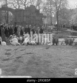 Artis 125 anni zoo. Flamingos, 2 maggio 1963, KONINGINS, ZOO, Paesi Bassi, foto agenzia stampa del xx secolo, notizie da ricordare, documentario, fotografia storica 1945-1990, storie visive, Storia umana del XX secolo, che cattura momenti nel tempo Foto Stock