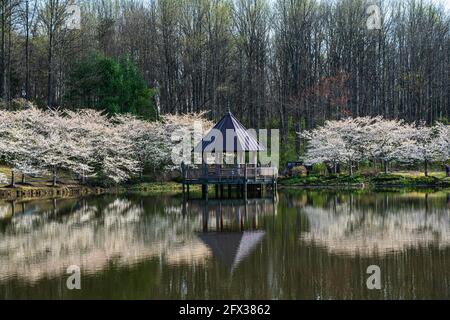 Foto nel tardo pomeriggio di un gazebo che si aggirava sul lago Gardiner nei Giardini Botanici di Meadowlark Foto Stock