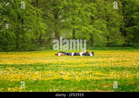 Mandria di vacche Lakenvelder marroni e nere in un verde prato con dandelioni fiorenti sullo sfondo di bei faggi con verde fresco lasciare Foto Stock