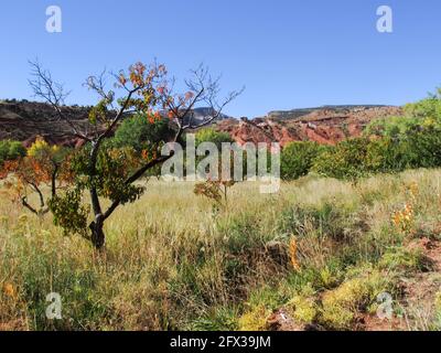 Gli storici frutteti di Fruita, nel Capitol Reef National Park, Utah, USA, iniziano a mostrare i colori autunnali in una soleggiata giornata di ottobre Foto Stock