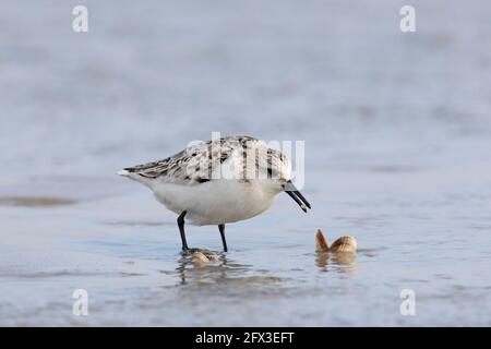 Sanderling (Calidris alba) in inverno piumaggio apertura e mangiare coclo / clam su la spiaggia Foto Stock