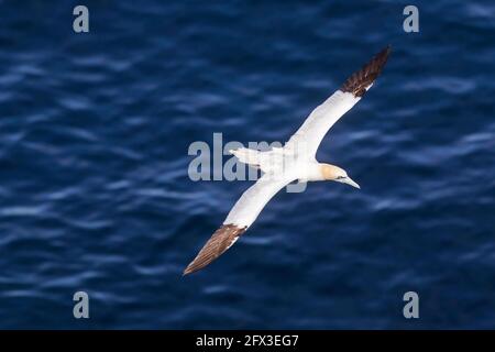 Gannet settentrionale (Morus faganus) in volo che sorvola l'Oceano Atlantico in estate, Islanda Foto Stock