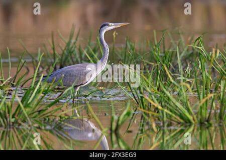 Airone grigio (Ardea cinerea) pesca in acque poco profonde in paludi Foto Stock