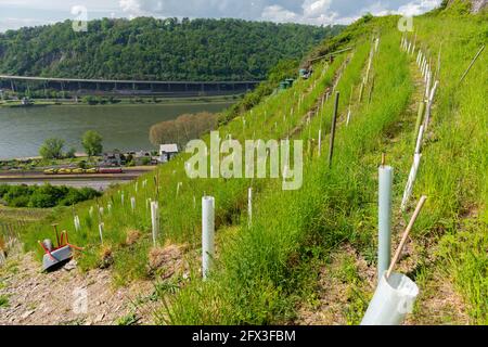 Coltivazione del vino Riesling, forte coltura su pendio a Leutesdorf vigneti, Valle del Medio Reno, Renania-Palatinato, Germania Foto Stock