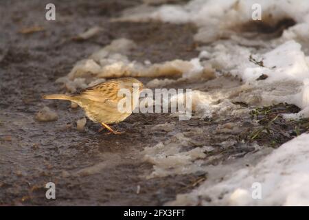 Carino uccello giallo eurasiatico seduto a terra con resti di neve e ghiaccio in una fredda giornata invernale, fuoco selettivo - Alauda arvensis Foto Stock