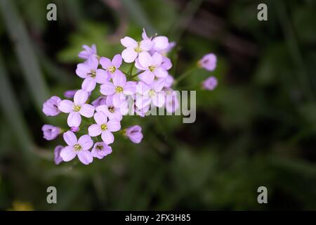 Primo piano dei fiori rosa della Cardamine pratensis o milkmaids in primavera Foto Stock