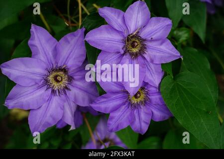 Porpora Clematis fiore in piena fioritura Foto Stock