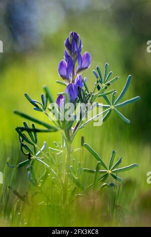 Fiore di lupino a foglia stretta. (Lupinus angustifolius) Foto Stock