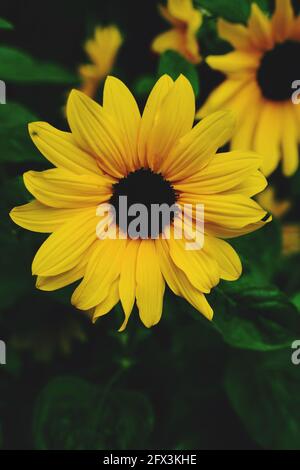 Girasole giallo in piena fioritura Foto Stock