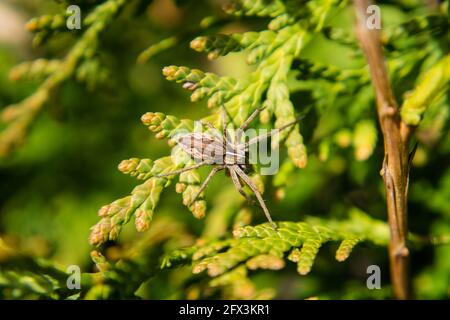 Un ragno marrone nel web Foto Stock