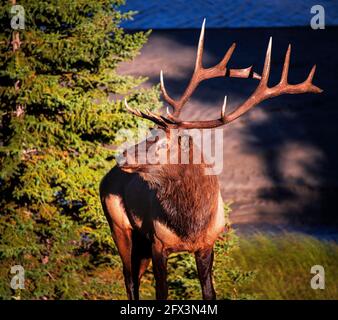 Elk nel Parco Nazionale di Jasper, Alberta, Canada Foto Stock