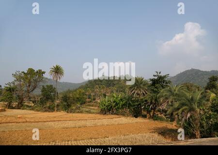 Tribù LANJIA SAORA - veduta tipica dei campi di Paddy della tribù Lanjia Saora. Essi perseguono la coltivazione a spostamento. Gunpur villaggio tribale di Odisha, India Foto Stock