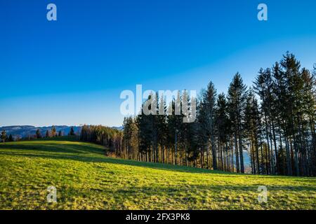Germania, caldo arancio luce del sole che splende su prati verdi e alberi ai margini della foresta in schwarzwald paesaggio naturale sotto il cielo blu Foto Stock