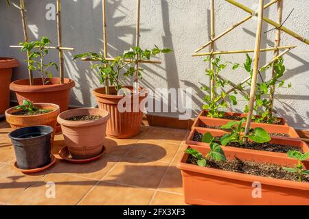 Vista su un giardino urbano con vasi di plastica piantati con cetrioli, pomodori, pepe e piante di piselli. Concetto di cibo ecologico Foto Stock