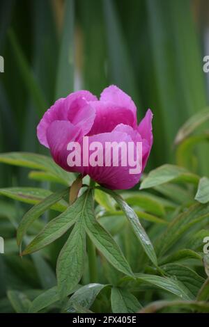 Una Peonia fiorisce in tempo per le feste Foto Stock