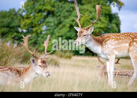 Allow Deer Stags a Bushy Park, Borough of Richmond Upon Thames, Greater London, England, Regno Unito Foto Stock