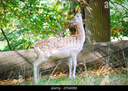 Fallow Deer Stag a Bushy Park, Borough of Richmond Upon Thames, Greater London, England, Regno Unito Foto Stock