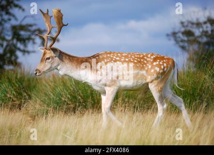 Allow Deer Stags a Bushy Park, Borough of Richmond Upon Thames, Greater London, England, Regno Unito Foto Stock