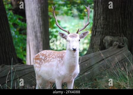 Fallow Deer Stag a Bushy Park, Borough of Richmond Upon Thames, Greater London, England, Regno Unito Foto Stock