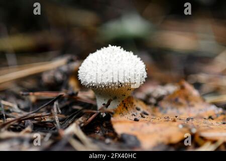 Fungo Lycoperdon perlatum o puffball comune, palla di puffball incurvata in una foresta. Foto Stock